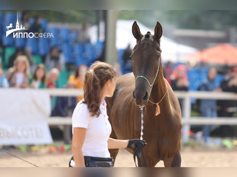 Akhal-Teke Merrie 4 Jaar 160 cm Zwartbruin in St-Petersburg