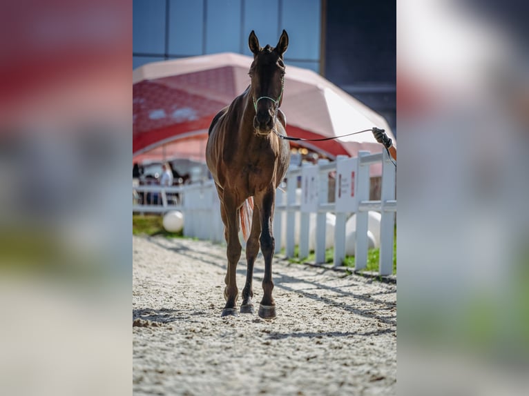 Akhal-Teke Merrie 4 Jaar 160 cm Zwartbruin in St-Petersburg