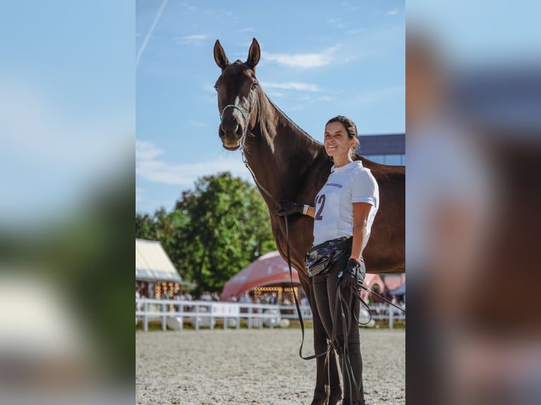 Akhal-Teke Merrie 4 Jaar 160 cm Zwartbruin in St-Petersburg