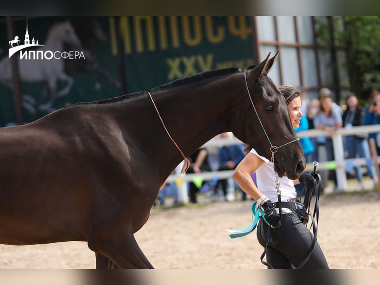 Akhal-Teke Merrie 4 Jaar 160 cm Zwartbruin in St-Petersburg