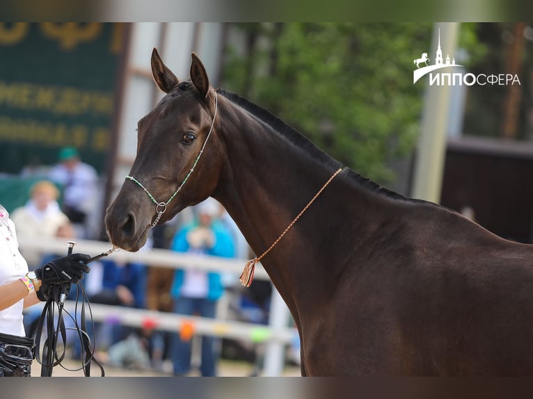 Akhal-Teke Merrie 4 Jaar 160 cm Zwartbruin in St-Petersburg
