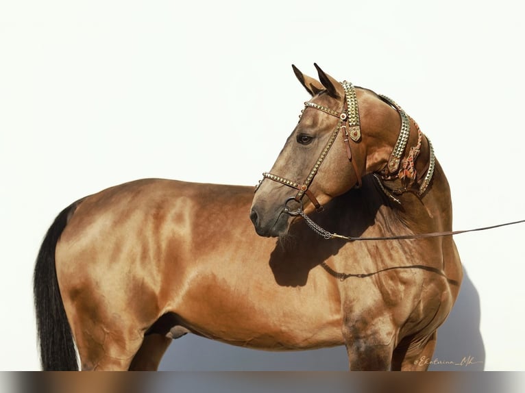 Akhal-Teke Merrie 4 Jaar 160 cm Zwartbruin in St-Petersburg