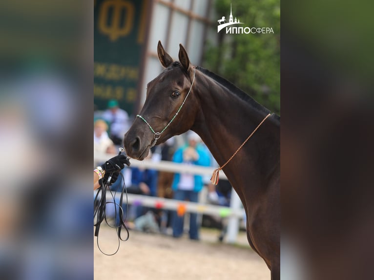 Akhal-Teke Merrie 4 Jaar 160 cm Zwartbruin in St-Petersburg