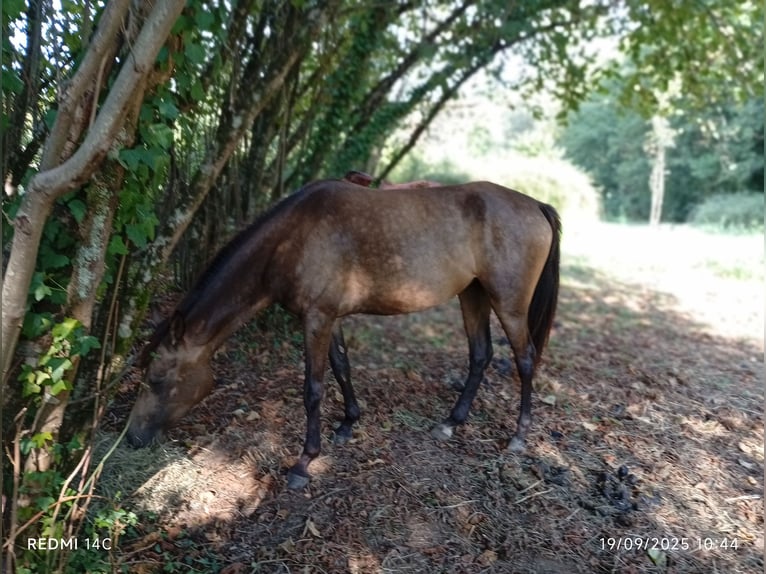 Akhal-Teke Mix Merrie 4 Jaar Falbe in Ariltza