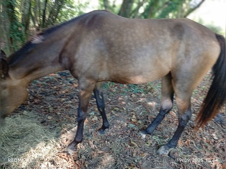 Akhal-Teke Mix Merrie 4 Jaar Falbe in Ariltza