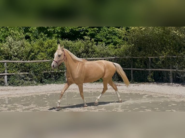 Akhal-Teke Merrie 5 Jaar 158 cm Palomino in Arischia