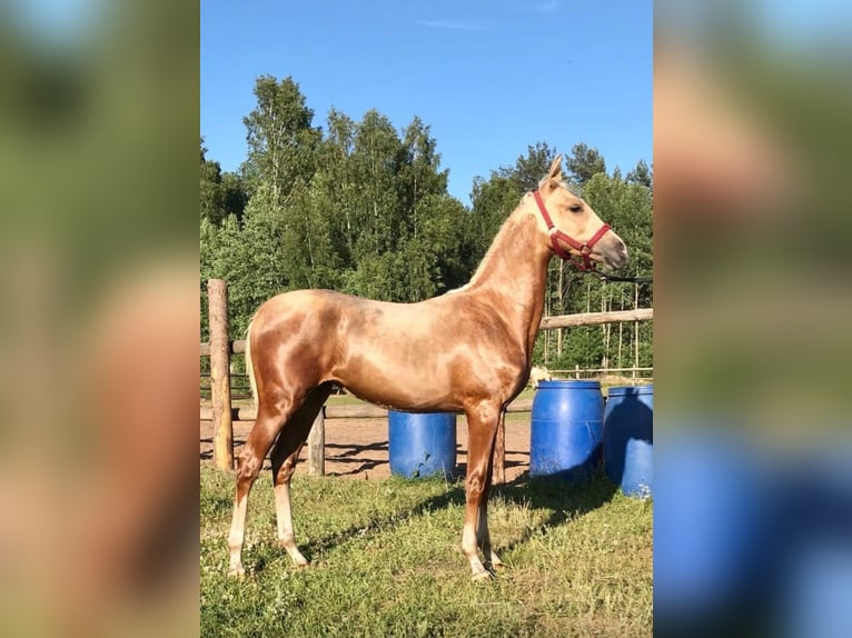 Akhal-Teke Merrie 5 Jaar 162 cm Palomino in Arischia
