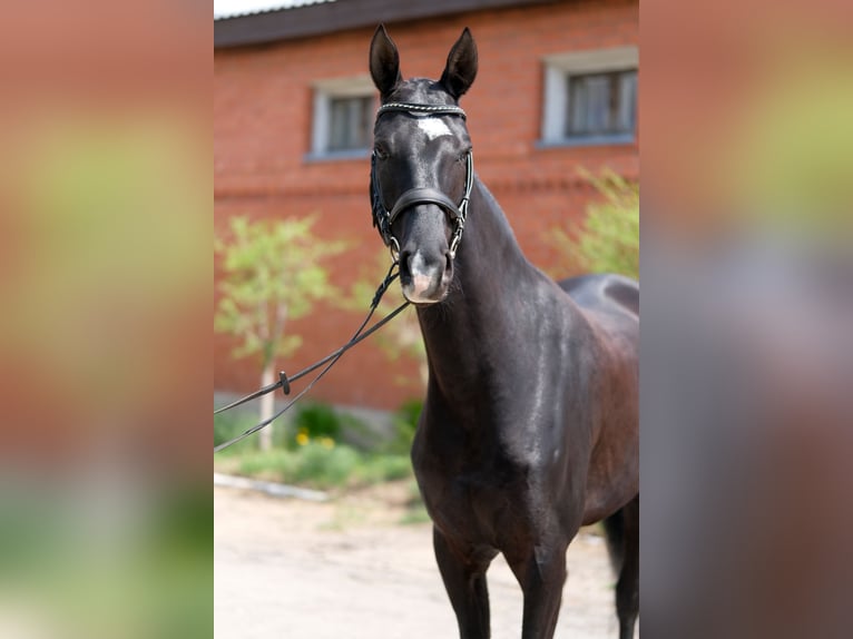 Akhal-Teke Merrie 6 Jaar 161 cm Zwart in Karaganda