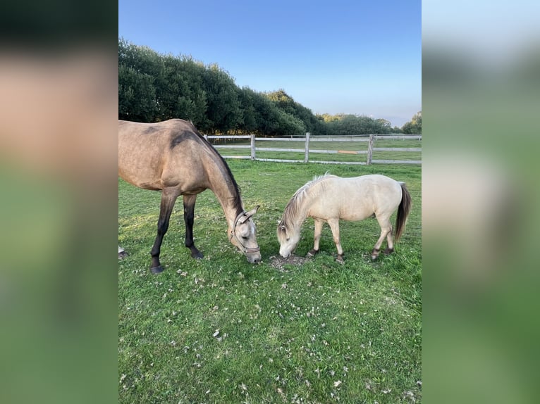 Akhal-Teke Merrie 7 Jaar 156 cm Buckskin in Garding