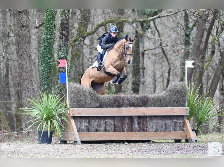 Akhal-Teke Merrie 8 Jaar 154 cm Falbe in La Chauss&#xE9;e-Saint-Victor