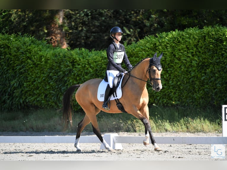 Akhal-Teke Merrie 8 Jaar 154 cm Falbe in La Chauss&#xE9;e-Saint-Victor