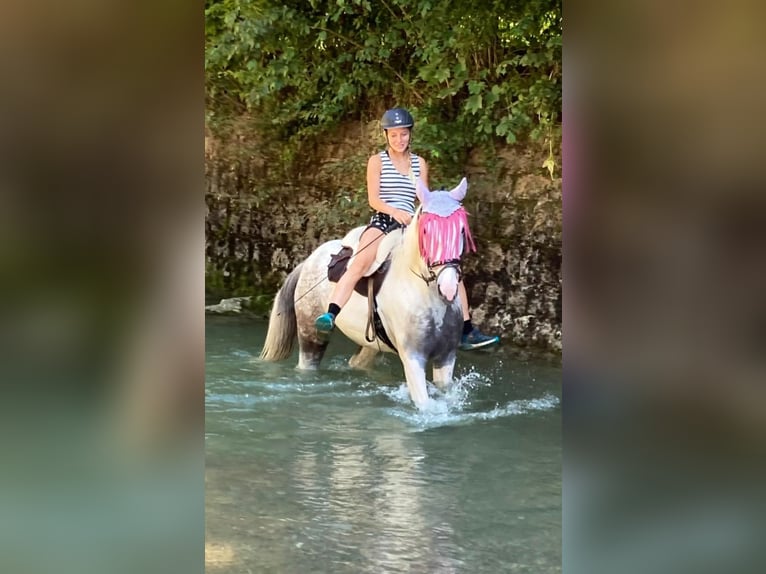 Akhal-Teke Mix Merrie 8 Jaar 157 cm Wit in Appenzell