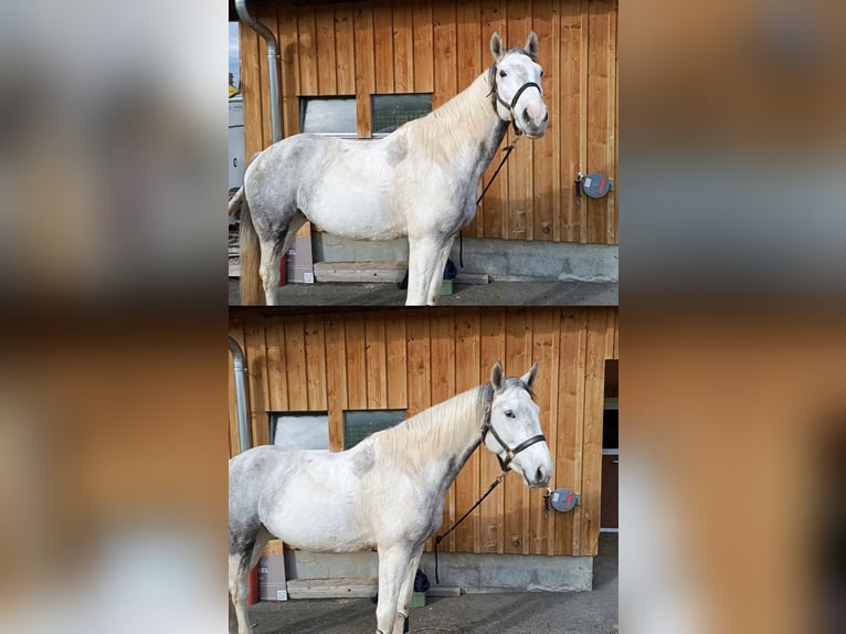 Akhal-Teke Mix Merrie 8 Jaar 157 cm Wit in Appenzell