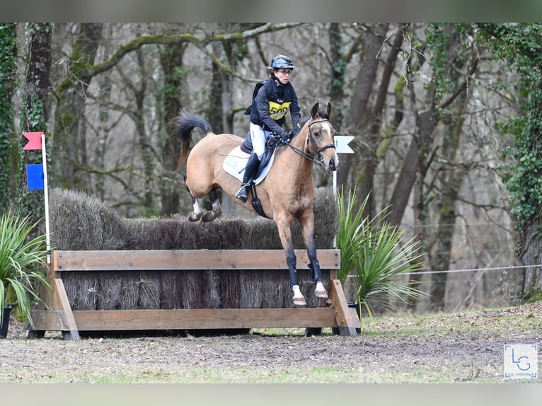 Akhal-Teke Merrie 9 Jaar 154 cm Falbe in La Chaussée-Saint-Victor