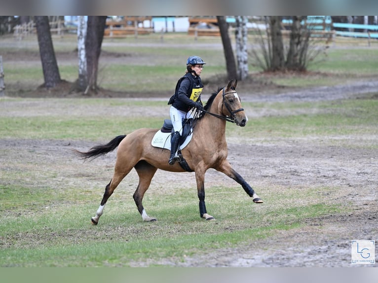 Akhal-Teke Merrie 9 Jaar 154 cm Falbe in La Chaussée-Saint-Victor