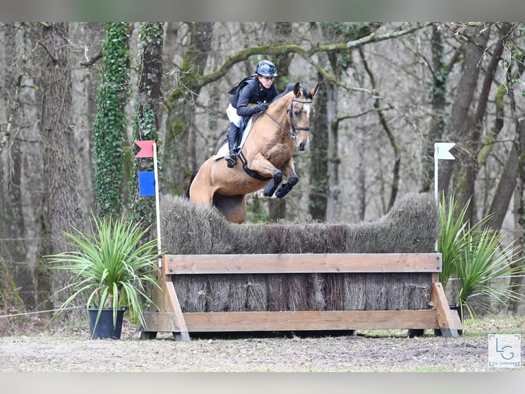 Akhal-Teke Merrie 9 Jaar 154 cm Falbe in La Chaussée-Saint-Victor