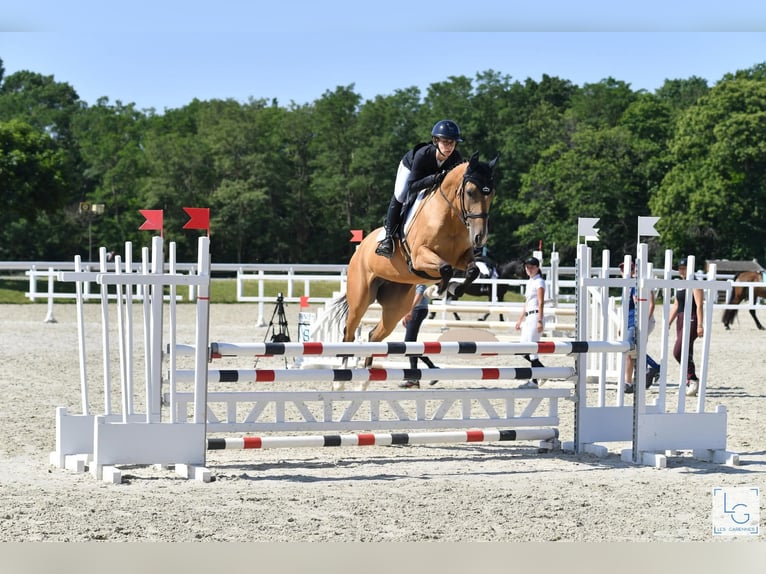 Akhal-Teke Merrie 9 Jaar 154 cm Falbe in La Chaussée-Saint-Victor