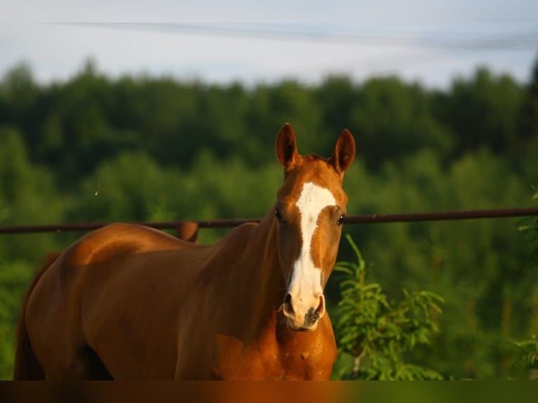 Akhal-Teke Merrie 9 Jaar 158 cm Donkere-vos in Dzilnuciems