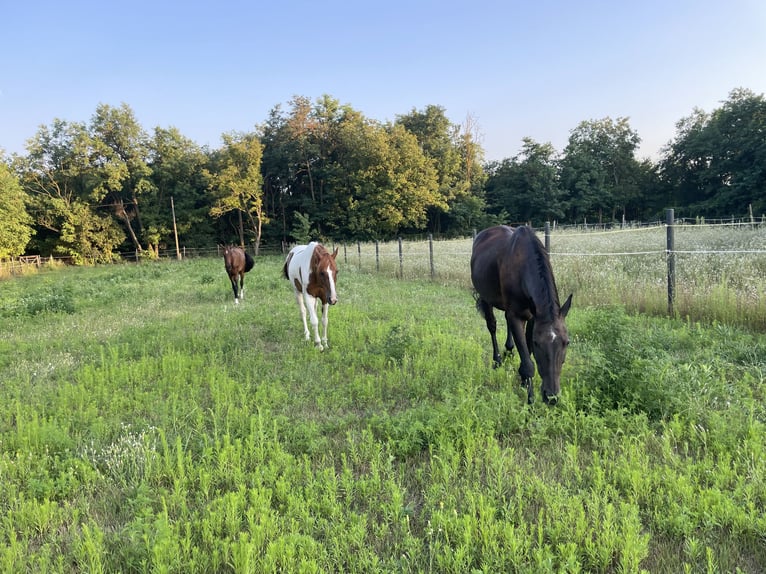 Akhal-Teke Merrie 9 Jaar 160 cm Roodbruin in Gy&#x151;r