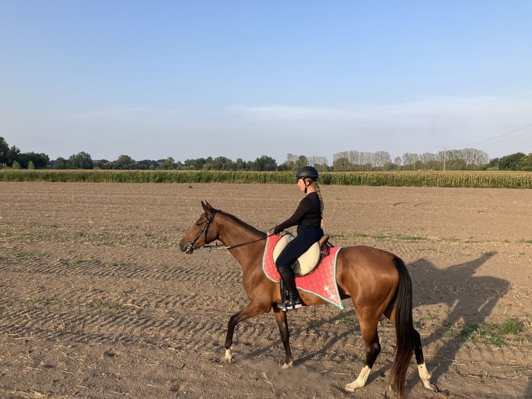 Akhal-Teke Merrie 9 Jaar 160 cm Roodbruin in Gy&#x151;r