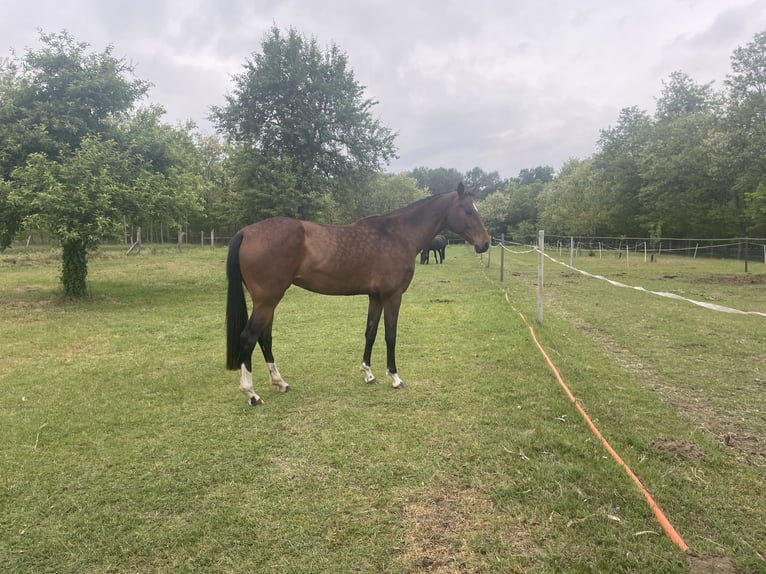 Akhal-Teke Merrie 9 Jaar 160 cm Roodbruin in Gy&#x151;r