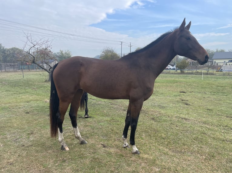Akhal-Teke Merrie 9 Jaar 160 cm Roodbruin in Gy&#x151;r
