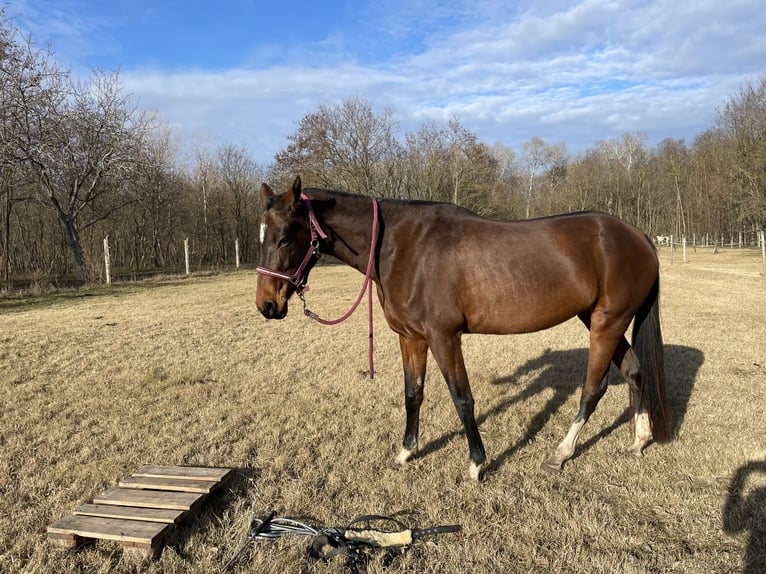 Akhal-Teke Merrie 9 Jaar 160 cm Roodbruin in Gy&#x151;r