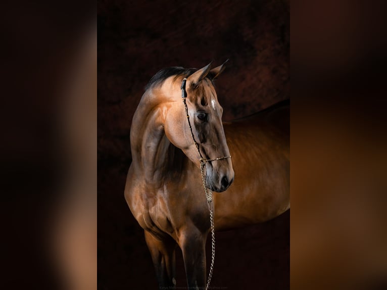 Akhal-Teke Merrie 9 Jaar 163 cm Bruin in Welver