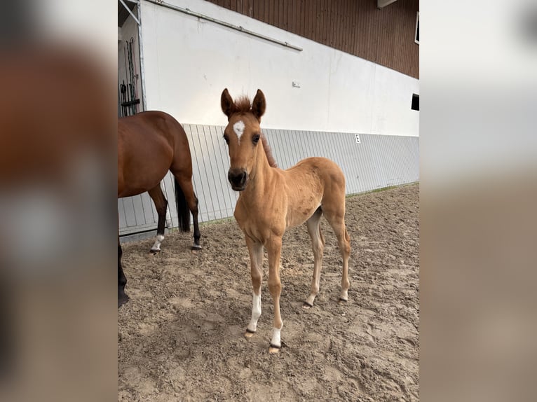 Akhal-Teke Merrie Veulen (03/2026) Vos in Ovelgönne