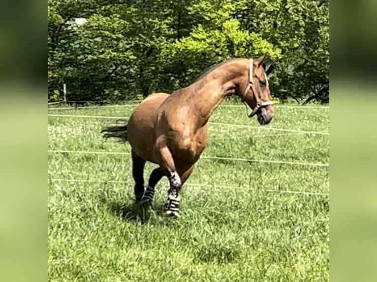 Akhal-Teke Ruin 16 Jaar 165 cm Lichtbruin in Alpen