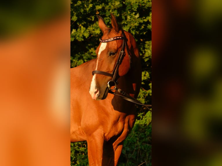 Akhal-Teke Ruin 16 Jaar 165 cm Lichtbruin in Alpen