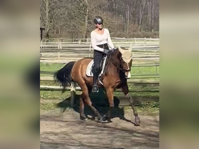 Akhal-Teke Ruin 16 Jaar 165 cm Lichtbruin in Alpen
