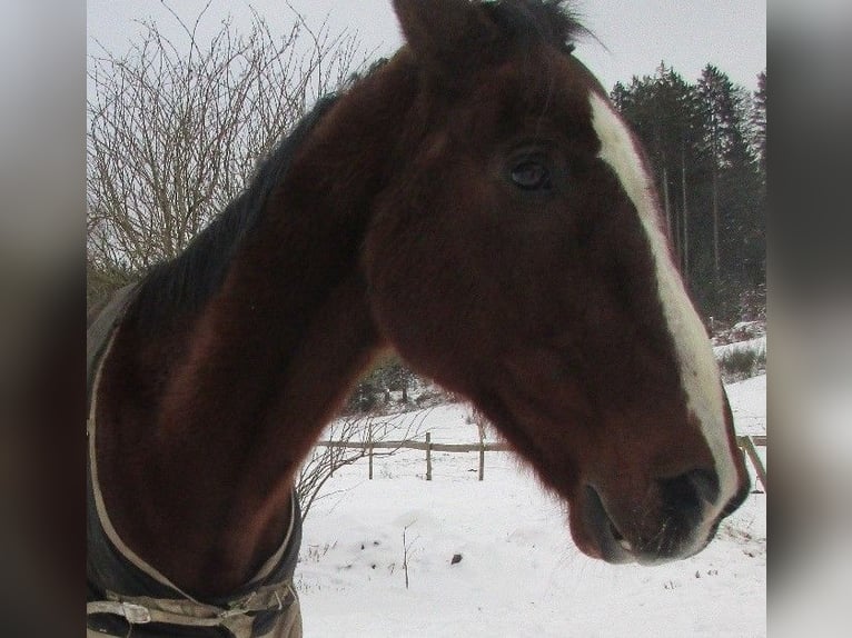 Akhal-Teke Ruin 19 Jaar 160 cm Bruin in Gelnhausen