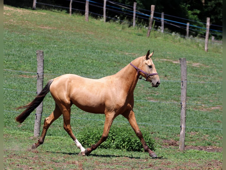 Akhal-Teke Ruin 3 Jaar 162 cm Buckskin in Kisb&#xE9;r