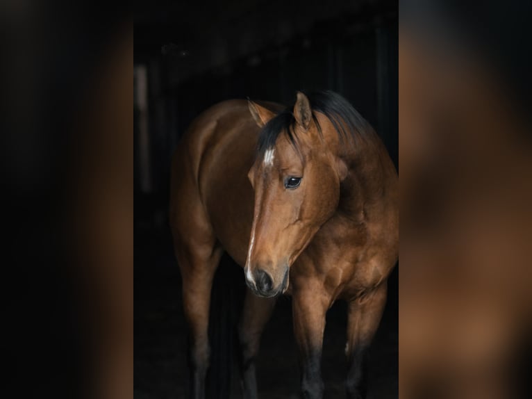 Akhal-Teke Ruin 4 Jaar 161 cm Bruin in Ovelgönne