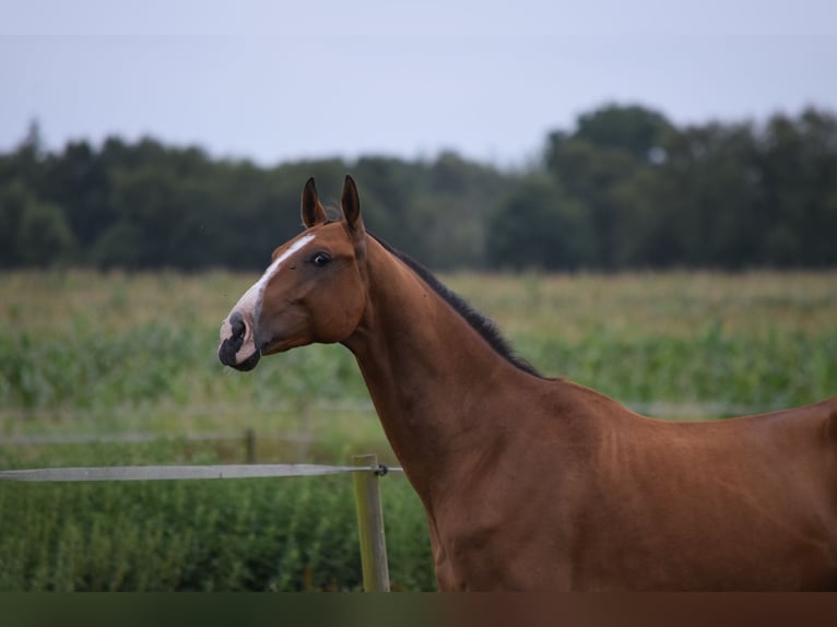 Akhal-Teke Ruin 4 Jaar 165 cm Bruin in Ovelg&#xF6;nne