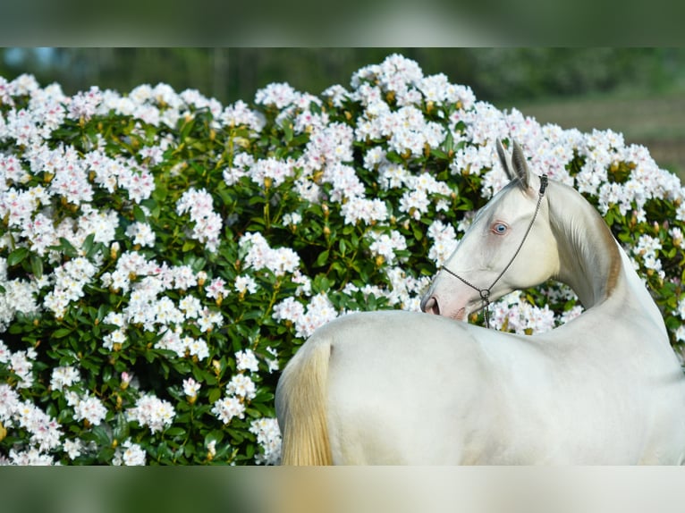 Akhal-Teke Ruin 4 Jaar Zwart in Ovelgönne