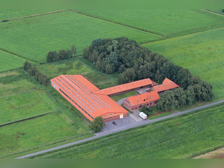 Akhal-Teke Ruin 4 Jaar Zwart in Ovelgönne