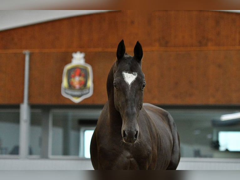 Akhal-Teke Ruin 4 Jaar Zwart in Ovelgönne