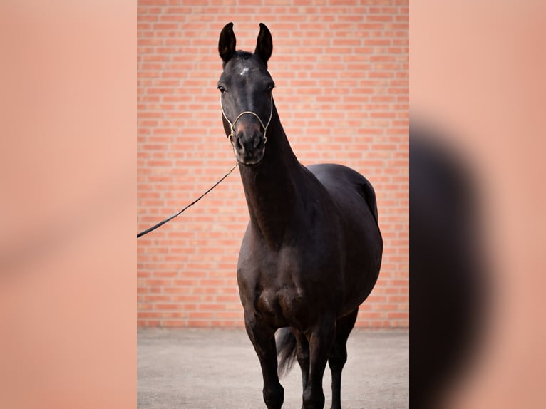 Akhal-Teke Ruin 5 Jaar 154 cm Zwartbruin in Wietze