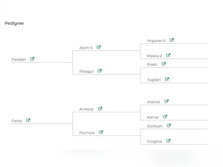 Akhal-Teke Ruin 5 Jaar 164 cm Donkerbruin in Pilsen