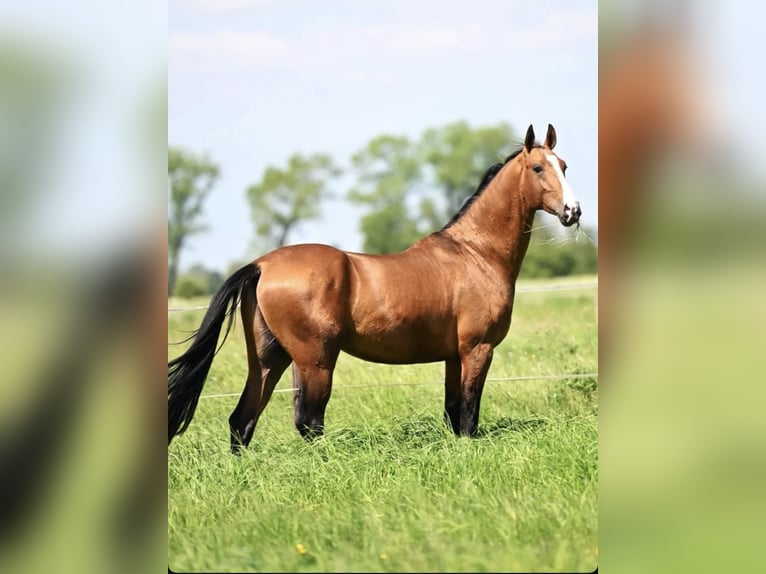 Akhal-Teke Ruin 5 Jaar 165 cm Bruin in Ovelgönne