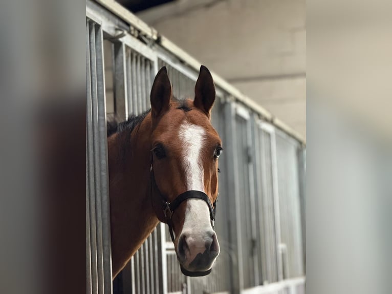 Akhal-Teke Ruin 5 Jaar 165 cm Bruin in Ovelgönne