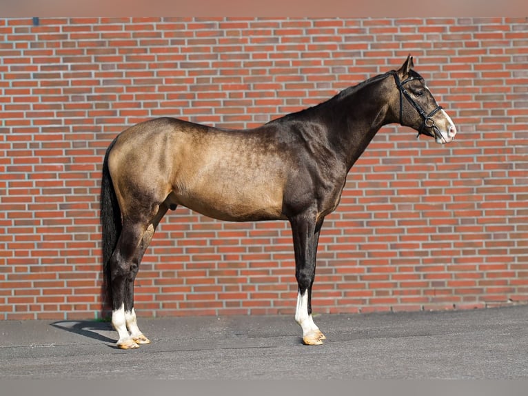 Akhal-Teke Ruin 5 Jaar 165 cm Buckskin in Ovelgönne