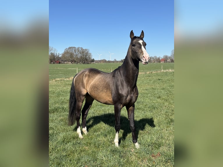 Akhal-Teke Ruin 5 Jaar 165 cm Buckskin in Ovelgönne