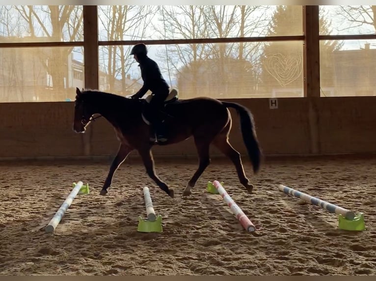 Akhal-Teke Ruin 8 Jaar 154 cm Bruin in Oberneukirchen