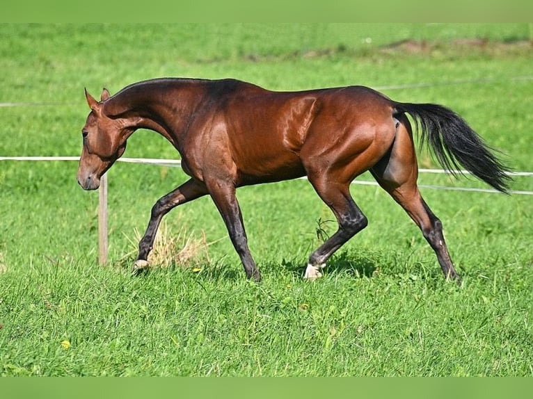 Akhal-Teke Ruin 8 Jaar 154 cm Bruin in Oberneukirchen