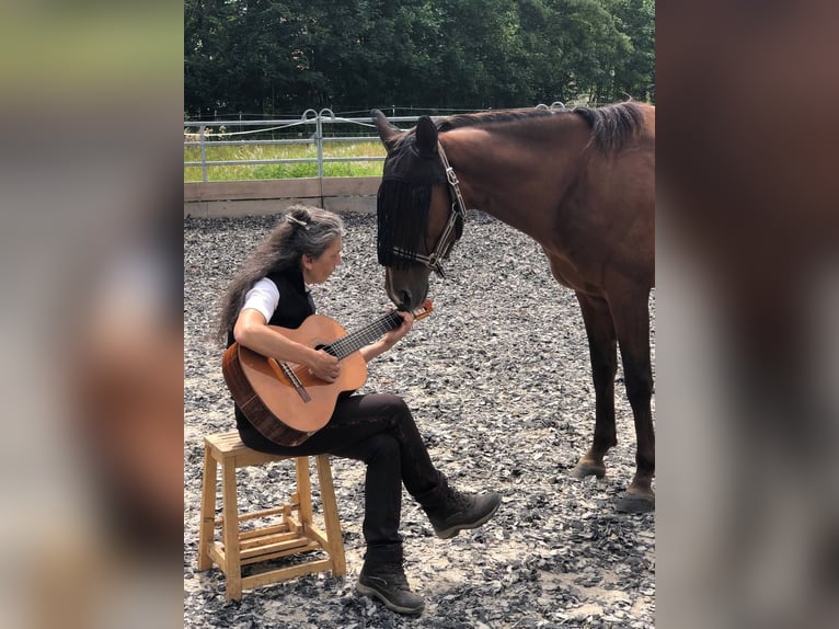 Akhal-Teke Ruin 8 Jaar 154 cm Bruin in Oberneukirchen