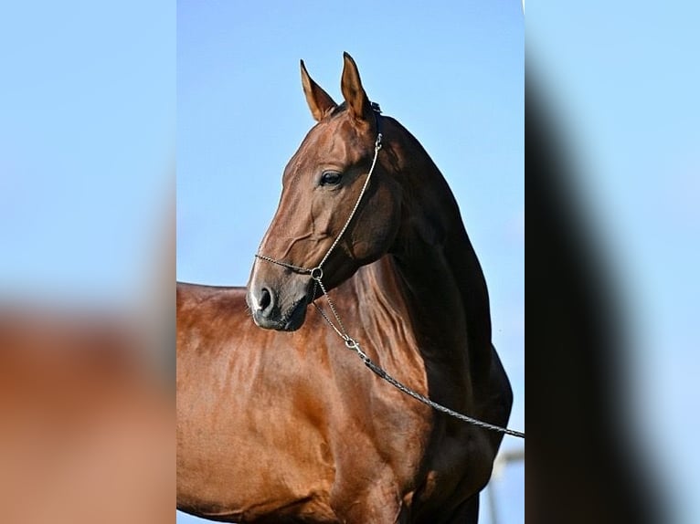 Akhal-Teke Ruin 8 Jaar 154 cm Bruin in Oberneukirchen