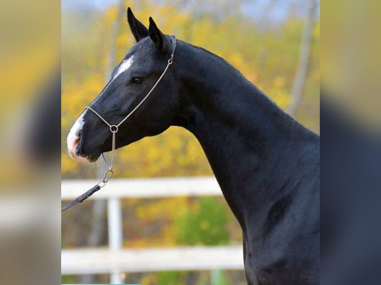 Akhal-Teke Semental 12 años 165 cm Negro in L&#x2019; Aquila